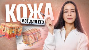 КОЖА: строение, функции — ВСЁ для ЕГЭ по биологии | Умскул