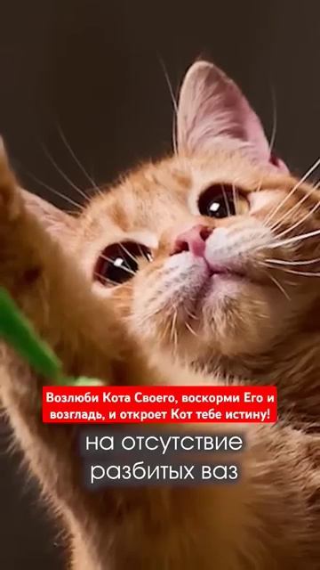 Возлюби Кота Своего, воскорми Его и возгладь, и откроет Кот тебе истину! смотреть онлайн