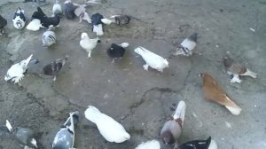 мои голуби луганск 4