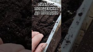 ЛИАТРИС ПРЕДПОСАДКА #лиатрис  #сад