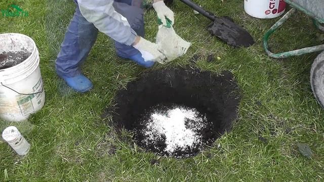 Как посадить сирень, чтобы она пышно цвела и не болела - 7 дач