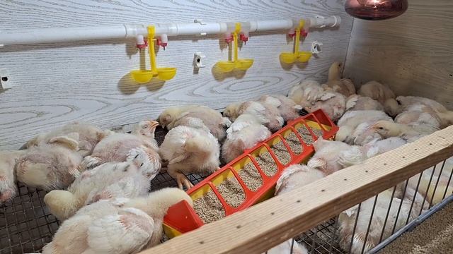 Вырастить крупных бройлеров это легко. Им нужен свет, ?