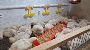 Вырастить крупных бройлеров это легко. Им нужен свет, ?