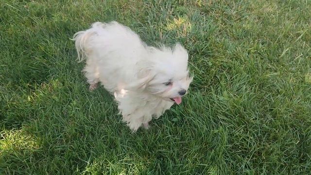 Продажа😃Питомник Йорк & Шпиц.Elite Pets,Крым, Евпатория +797