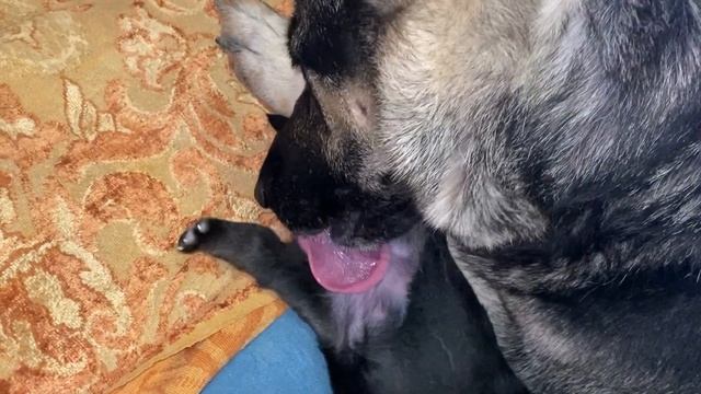 Щенки ВЕО из питомника Валентлайф - д.р. 24.07.2024 - 9 дней 4