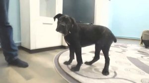 Купили Щенка Кане Корсо