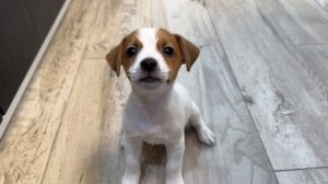 Щенки Джек Рассел терьера свободные