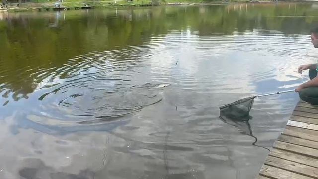 Башкирский карп смотреть онлайн