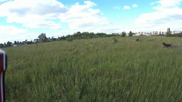 Ричи и Фил. Дратхаары В паре.