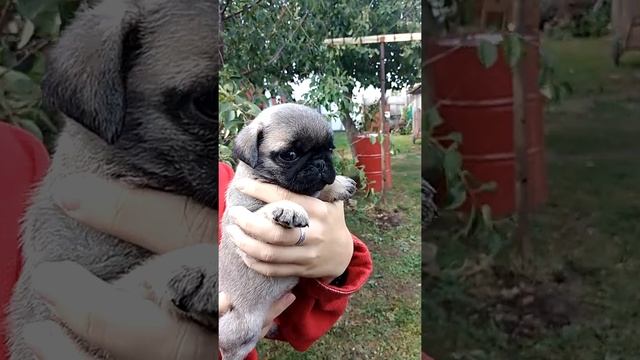 Щенок мопса Розочка1 мес и 10 дней. Д. р 04.08.22.