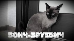 Детектив Мопски. 8 серия. Финал.