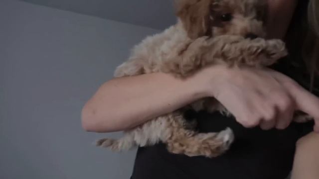 Я ЗАВЕЛА СОБАКУ | Той пудель, первые дни дома, новая жиз