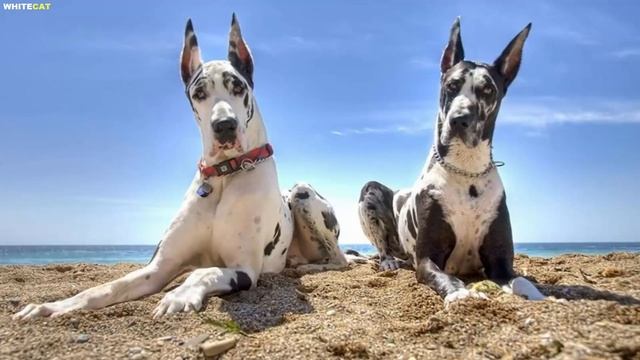 Немецкий дог всё о породе. Плюсы и минусы - лучшие поро? смотреть онлайн