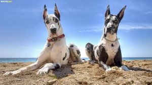 Немецкий дог всё о породе. Плюсы и минусы - лучшие поро?