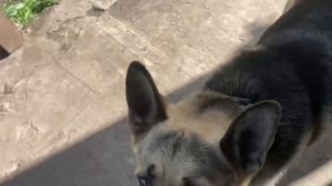 Мальчик Овчарки ВЕО просит свою игрушку 👍