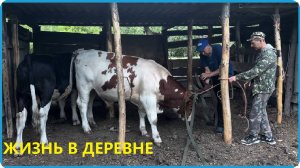 Сдали последних быков и результатом довольны, жизнь в деревне