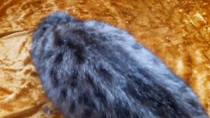 Курильский бобтейл инстинкт дикого охотника.