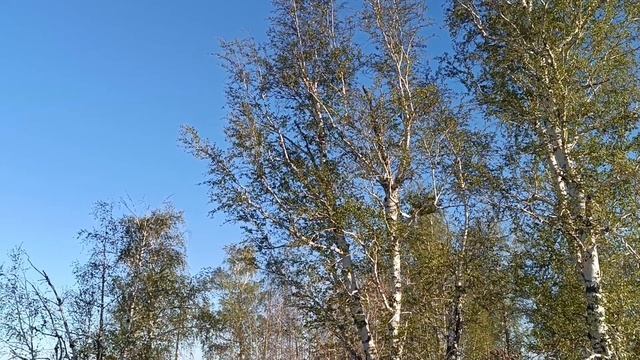 Весна, как начинают распускаться цветы, поют птички, красота😍💐🌷🌸 смотреть онлайн