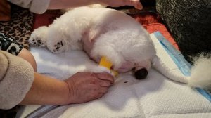 Первые роды у собаки. Начало💓 PATRICIA💓 #kennel_BrightStarDog #bichon_