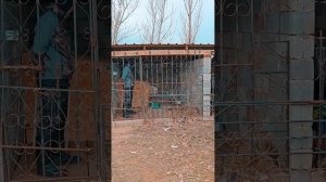 Безконтрольный Алабай.