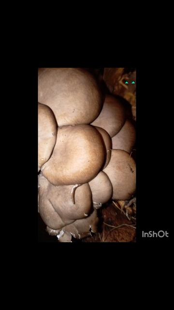 ГРИБЫ СОБИРАЛИ 2024г смотреть онлайн