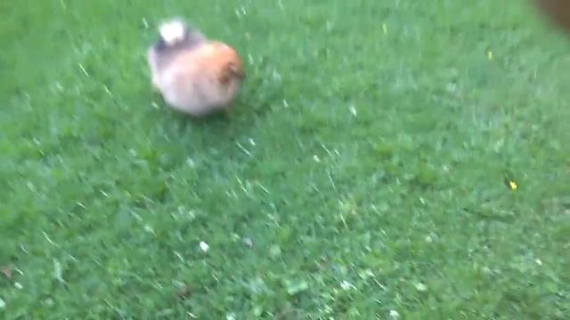 Померанский шпиц, щенок 3,5 месяца, мальчик