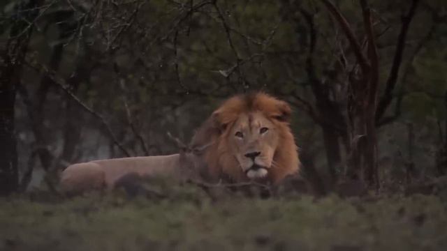 Рейнджеры заметили гигантского льва. Осмотрев его, ве?