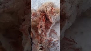 ВОЛКИ!!! СОРВАЛИ С ЦЕПИ СОБАКУ  АЛАБАЯ.