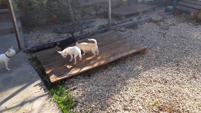 питомник собак чихуахуа Кастропуло Крым Симферополь, смотреть онлайн