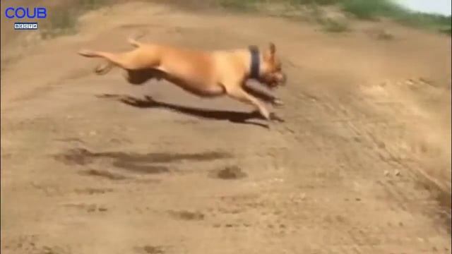 Black Coub Лучшее  2017 ПРИКОЛЫ