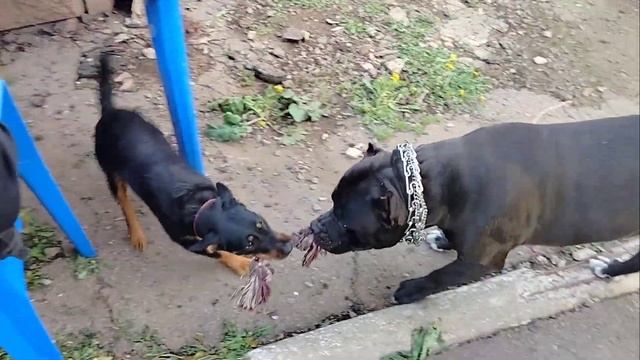 Ягдтерьер против амстафа