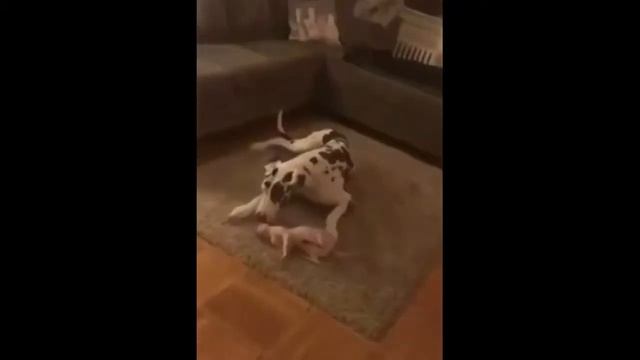 НЕ ДЕТСКИЕ ПРИКОЛЫ Смех до слез Приколы с животными - Чёткие приколы (2019) МатроскинТВ смотреть онлайн
