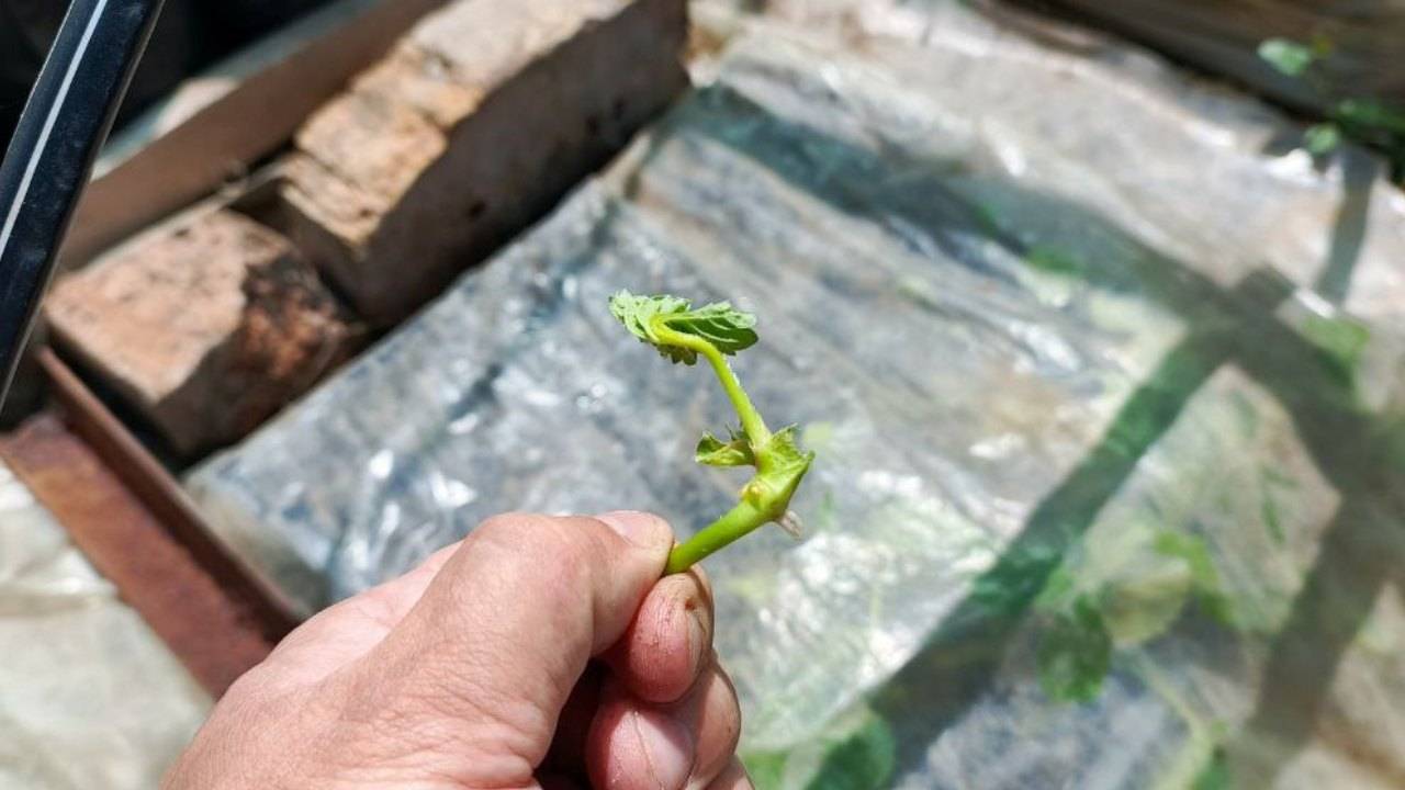 Секреты кассетной рассады клубники: Посадка и укрытие. Ждём результат через 10 дней! Часть 2 смотреть онлайн