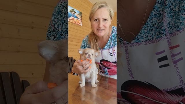 Гриф Тарантинович Окрас изабелла мерле длинношерстны