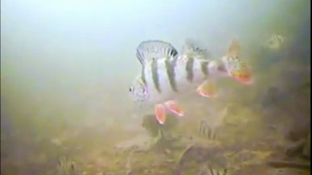 подводная камера снимает клев рыбы смотреть онлайн