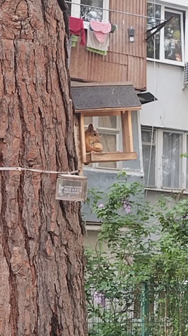 бельчонок смотреть онлайн