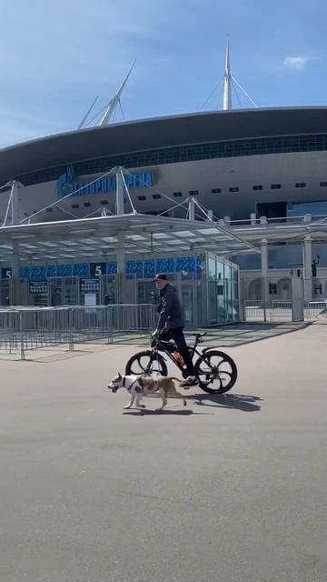 Стаффорд, живущий свою лучшую жизнь #shortvideo #staff #стаффорд #стаффордширскийтерьер #amstaff смотреть онлайн