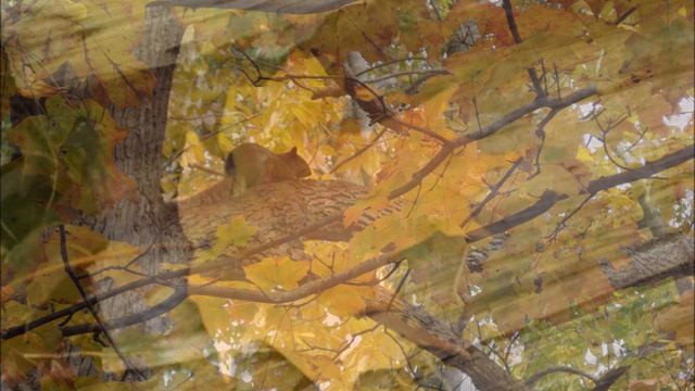 Вальс расставания.(Ян Френкель, Константин Ваншенкин) смотреть онлайн