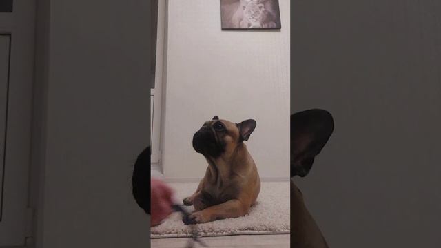 Как собирается гулять французский бульдог #frenchbulldog #фр