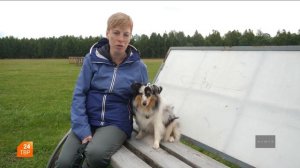 Собаки породы Шелти | Элита