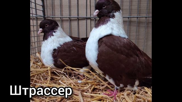 Порода мясных голубей смотреть онлайн