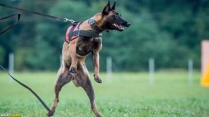 БОЛЬШОЙ ВОПРОС! Немецкая Овчарка или Малинуа для Служ?