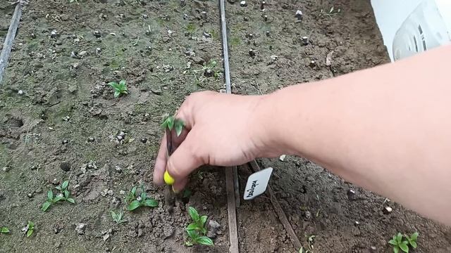 Мои черенки гортензий. Чем стимулирую рост корней. смотреть онлайн