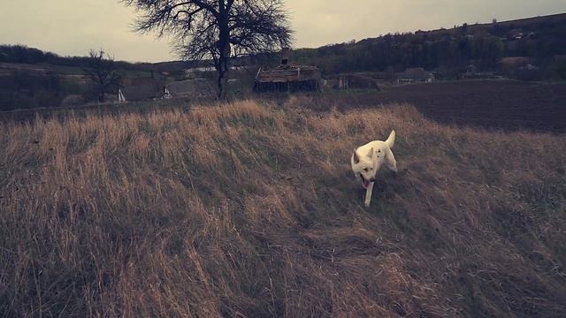 BLACK German SHEPHERD. DACHSHUND. DOGS and BABIES \ ЧЕРНАЯ ОВЧАРКА / БШО / ДЕТИ