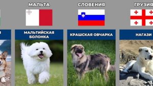Породы собак из разных стран