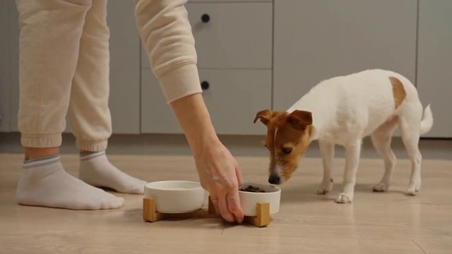 Как научить собаку ходить в туалет в одно место смотреть онлайн