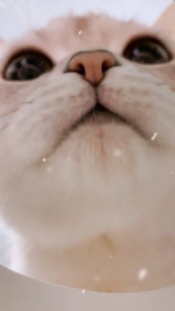 котик vs гипно дэнс