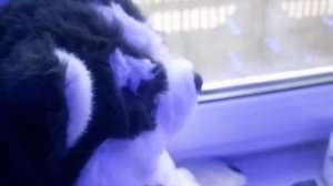 вечерный влог+знакомство в 1 видео))) я новый плюш дог б?