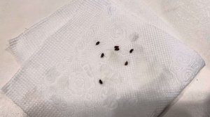 Как вырастить ананас из семян