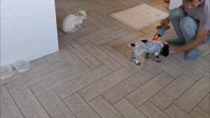 Русский охотничий спаниель